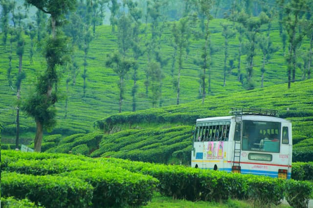 Tea Estate Roads